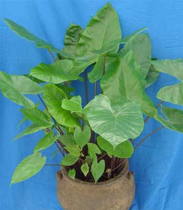 Alocasia 'Black'