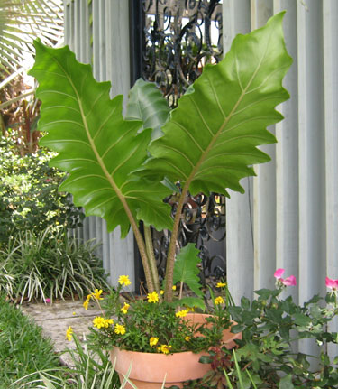 Alocasia ''Boa'