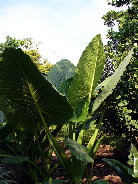 Alocasia 'Borneo'