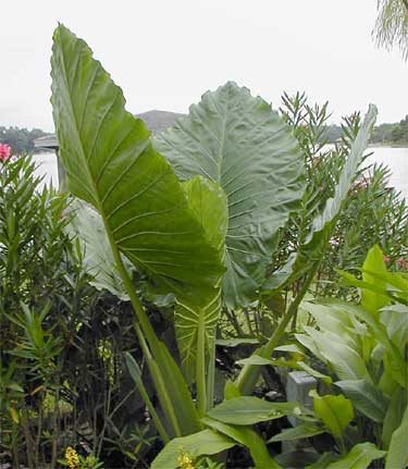 Alocasia 'Calidora'
