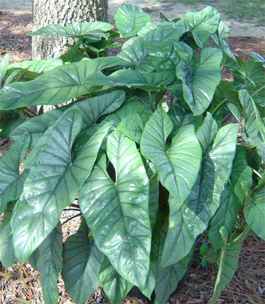 Alocasia 'Corozon'