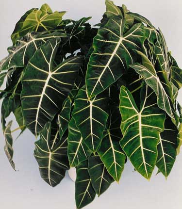 Alocasia 'Fryde'