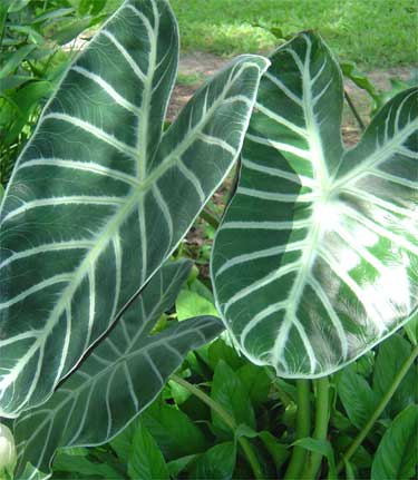 Alocasia 'Grandis'