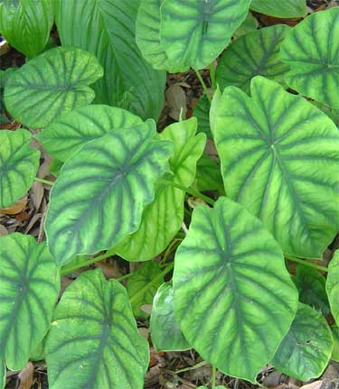 Alocasia 'Green Shield'