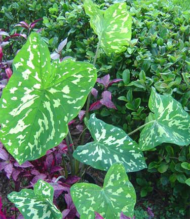 Alocasia 'Hilo Beauty'