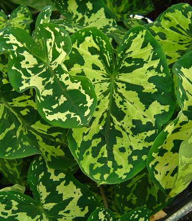 Alocasia 'Hilo Bold'