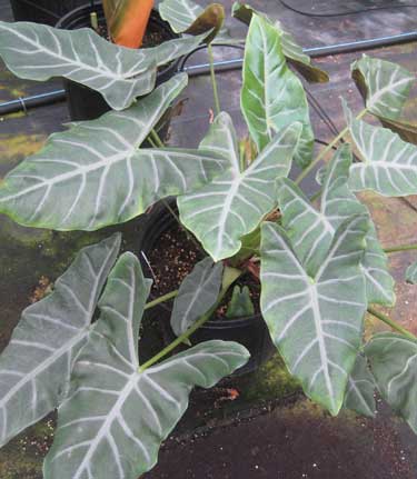 Alocasia 'Louisville'