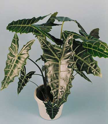 Alocasia 'White Knight'