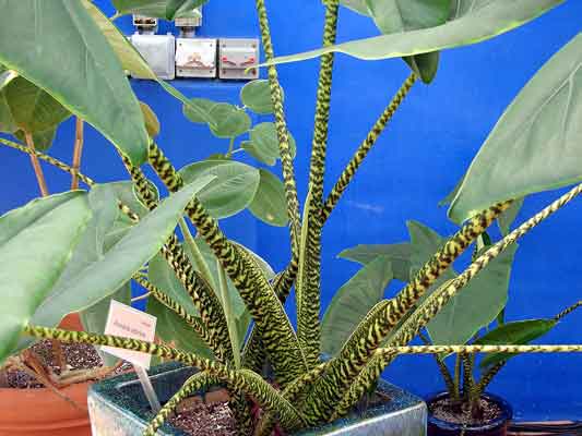 Alocasia Zebrina