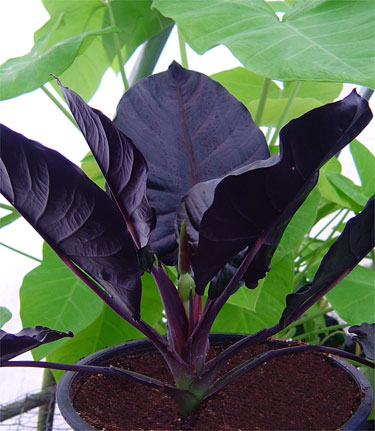 Alocasia infernalis 'Kapit'
