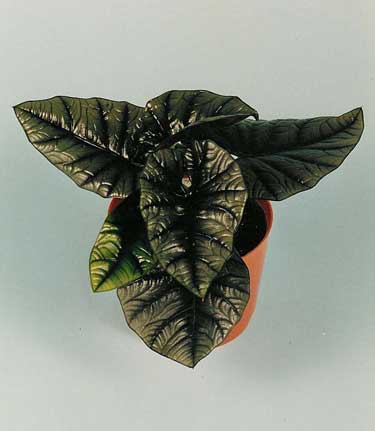Alocasia nebula 'Elaine'
