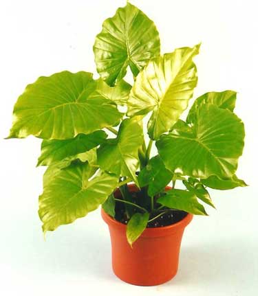 Alocasia odora