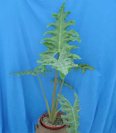 Alocasia portei