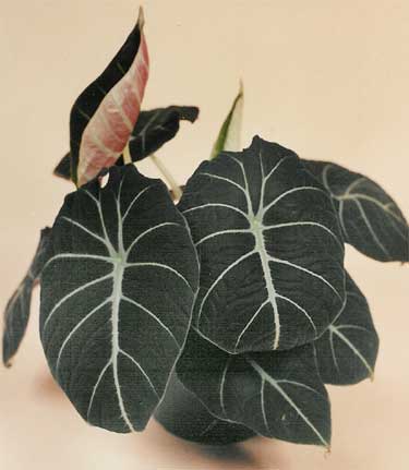 Alocasia reginula 'Black Velvet'