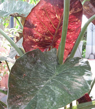 Alocasia wentii var