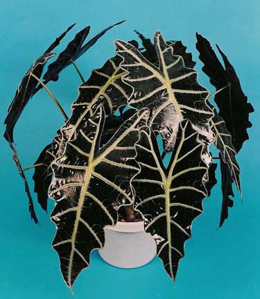 Alocasia amazonica