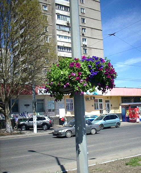 В Одессе расцвели фонарные столбы