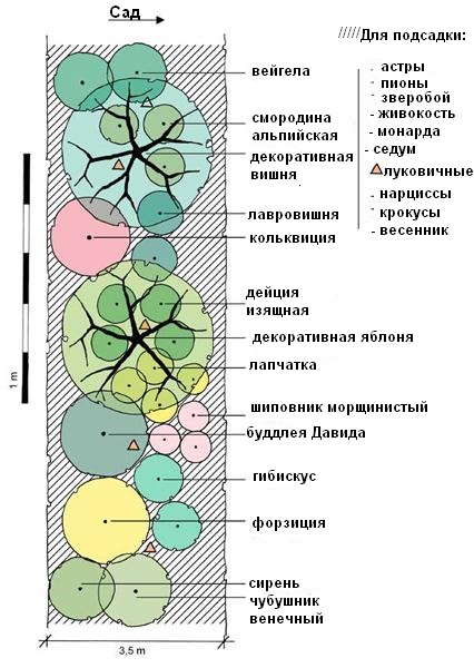 Цветущая живая изгородь