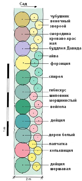 Цветущая живая изгородь