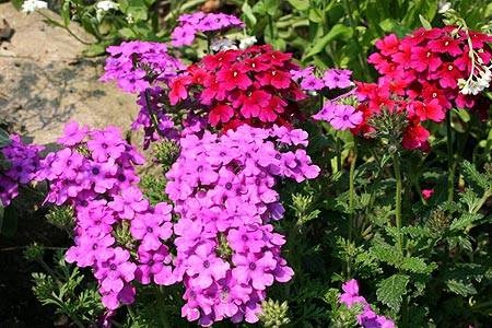 Садовая романтика в розовом цвете