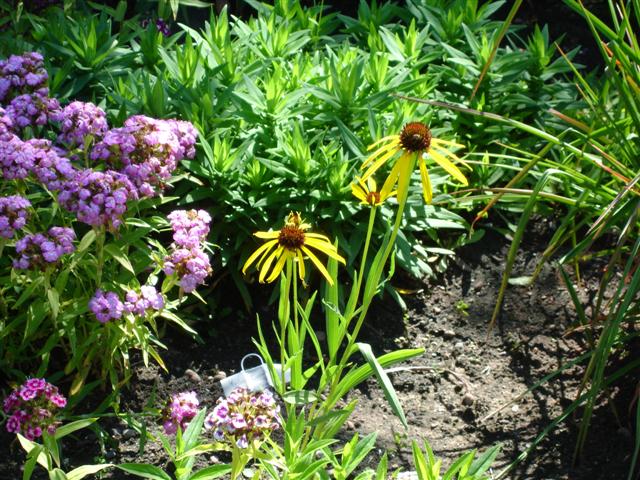 Echinacea 'Yellow Paradox'