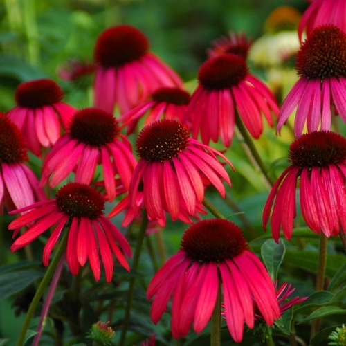 Echinacea 