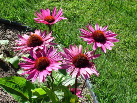 Echinacea 