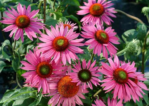 Echinacea 