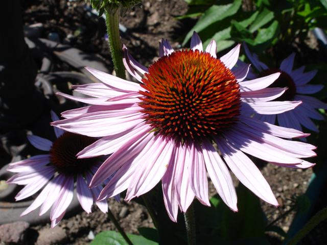 Echinacea 