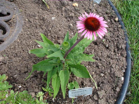 Echinacea 