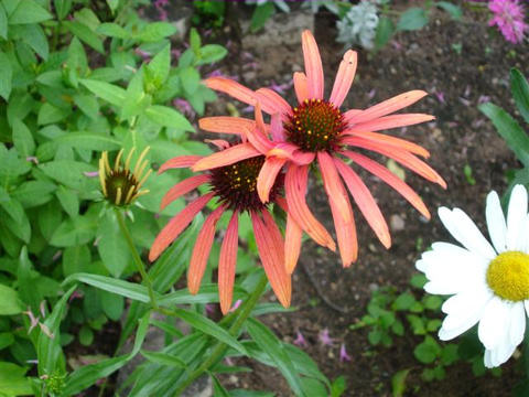 Echinacea 