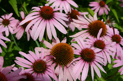 Echinacea Purpurea