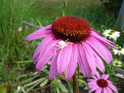 Echinacea 