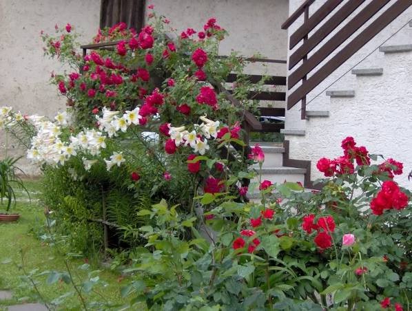 Прекрасная лилия Мадонны
