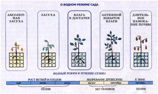 Влияние воды на жизнь сада