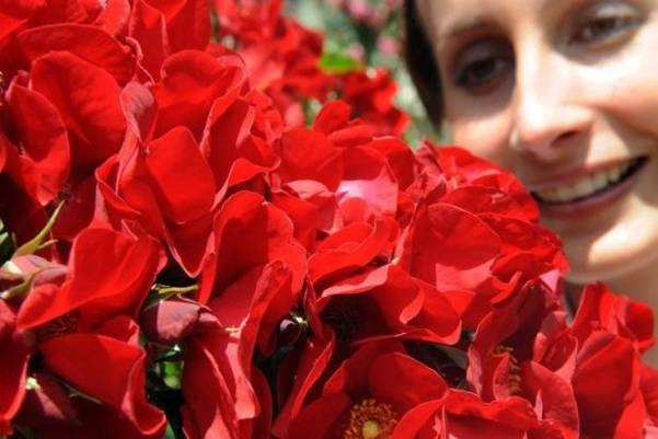 Новые сорта для розового рая
