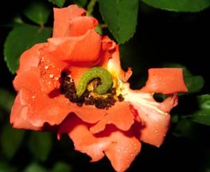 Розы против вредителей