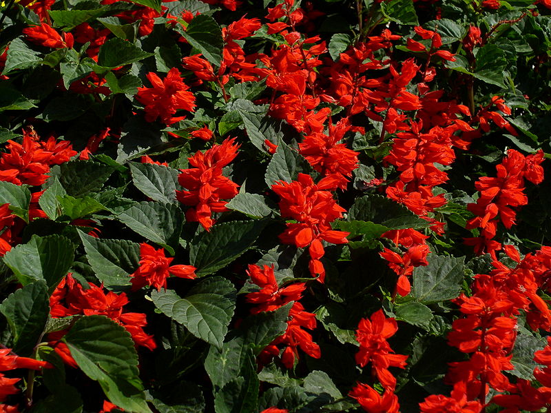 800px-Salvia_splendens1.jpg