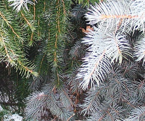 Зимний ландшафт