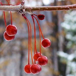 Зимний ландшафт