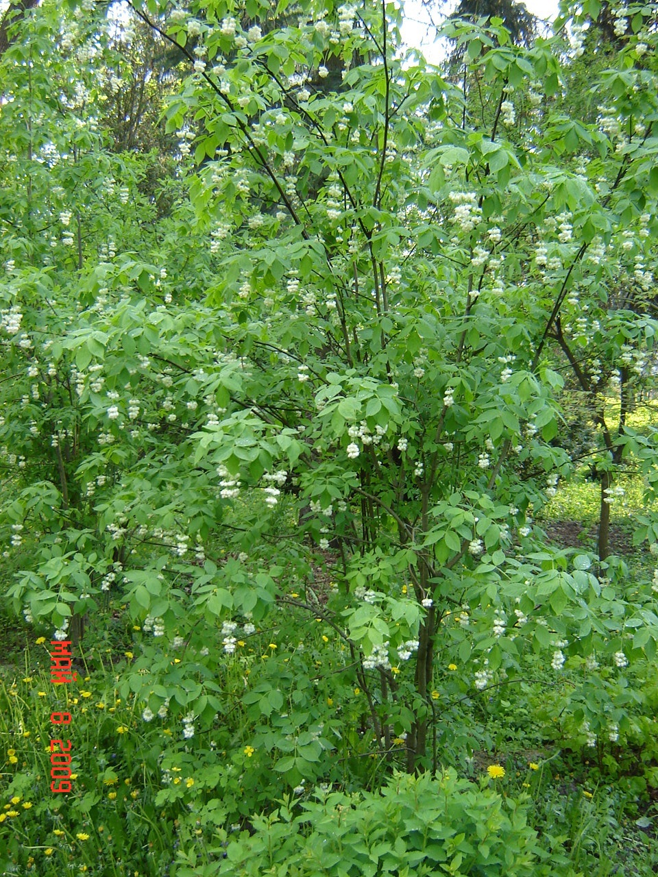 Клекачка