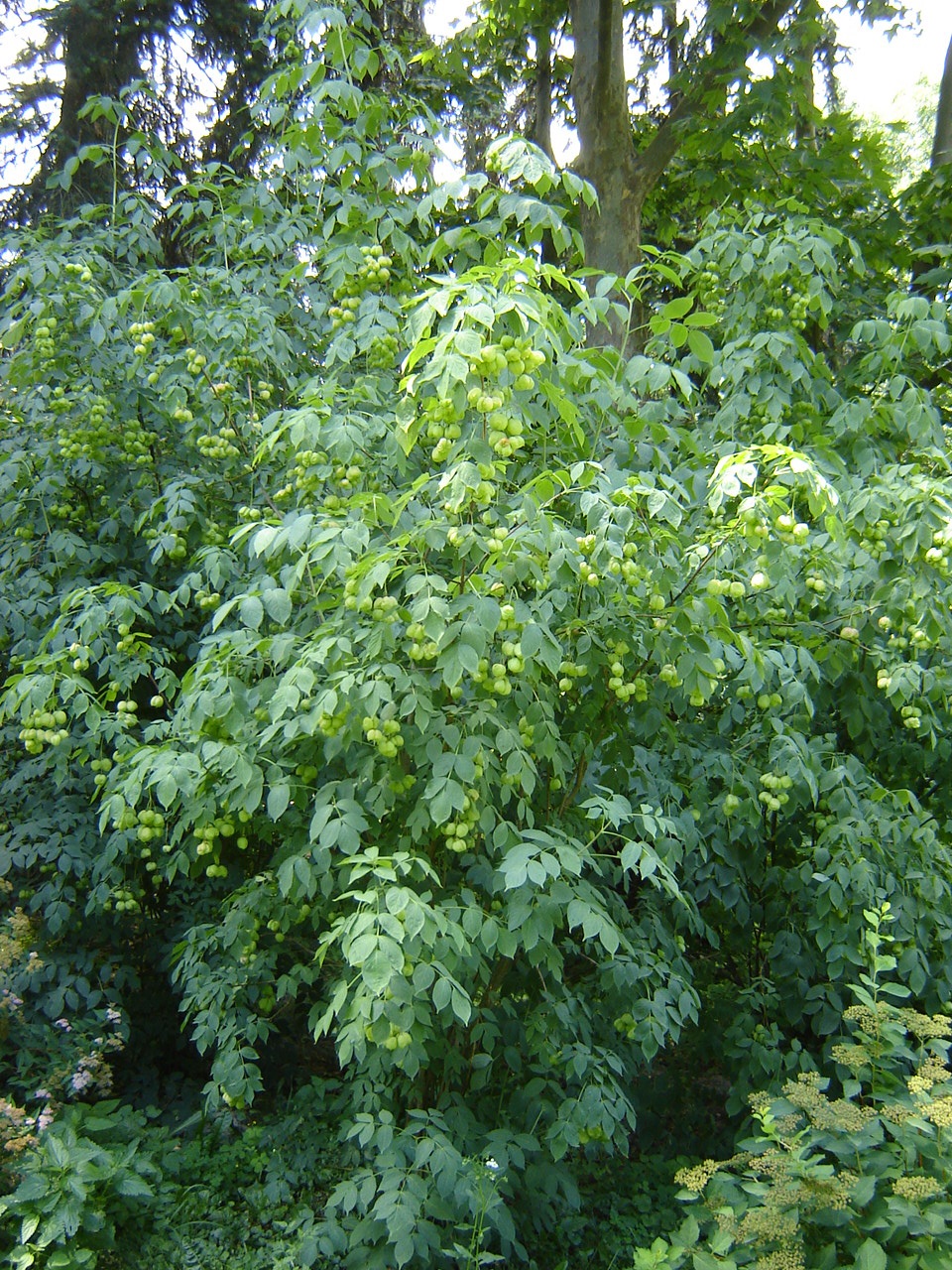 Клекачка