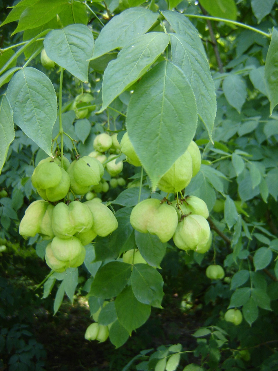 Клекачка