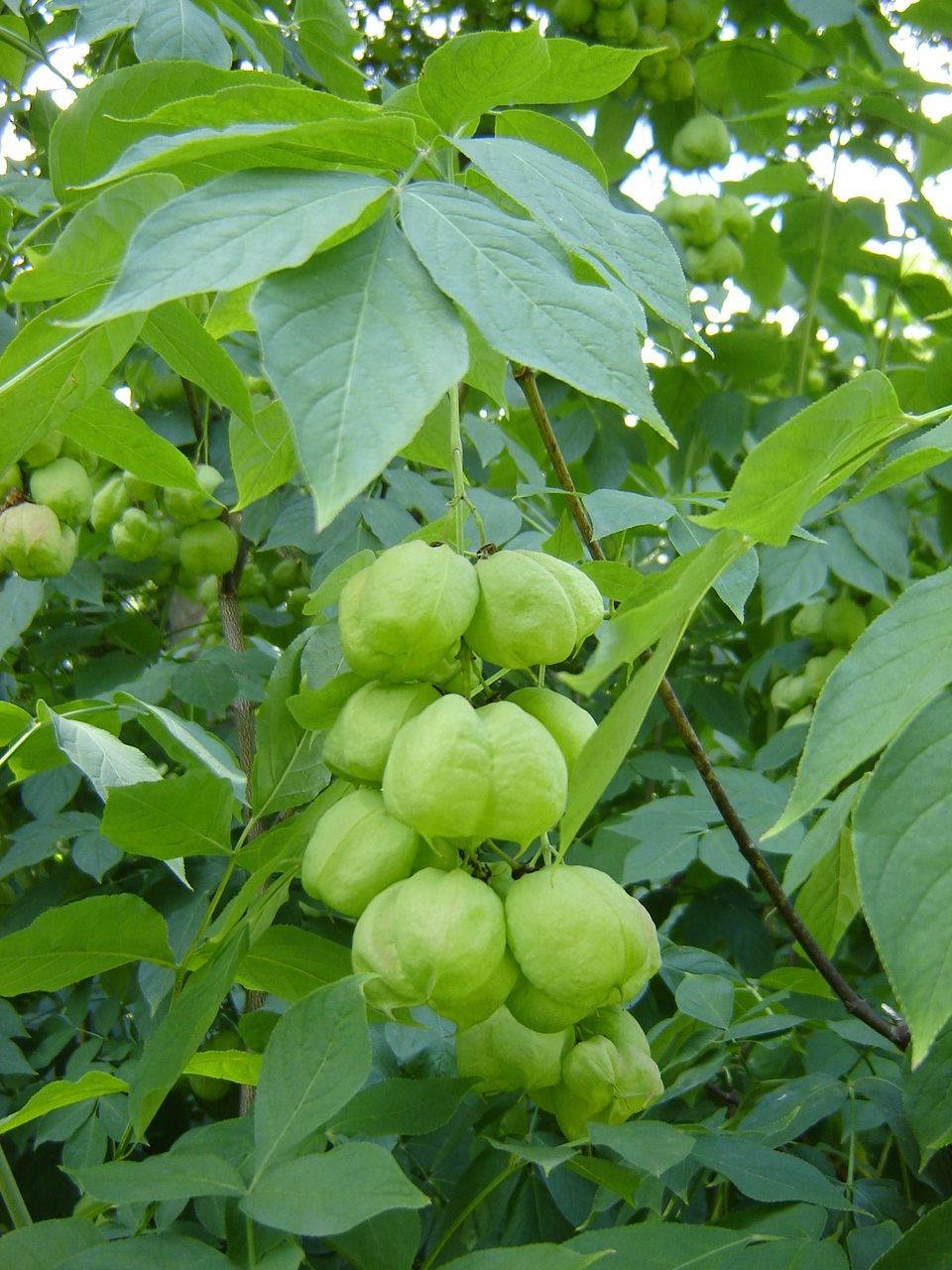 Клекачка