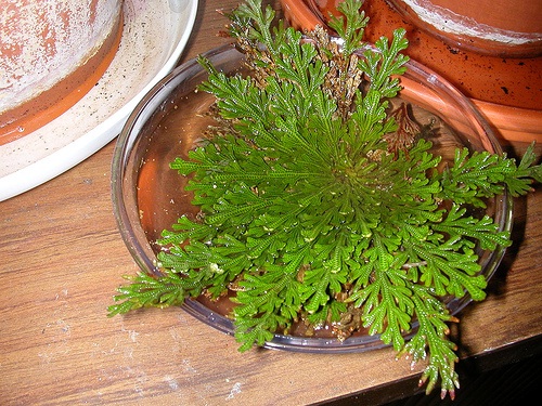 Селагинелла чешуелистная
