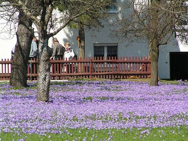 Саксонская деревня крокусов Дребах 