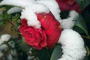 Камелия