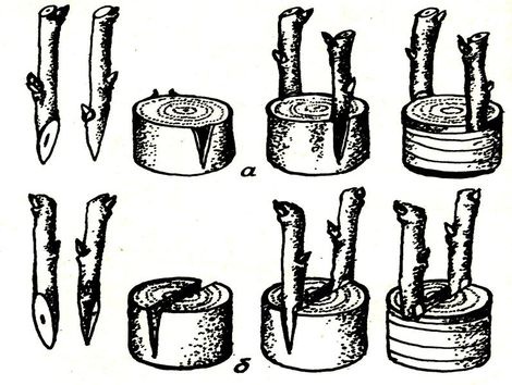 О прививке растений 
