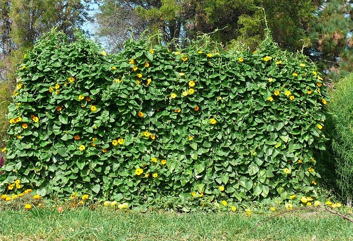 Лианы