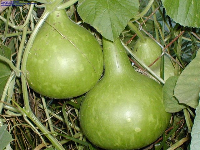 Лианы